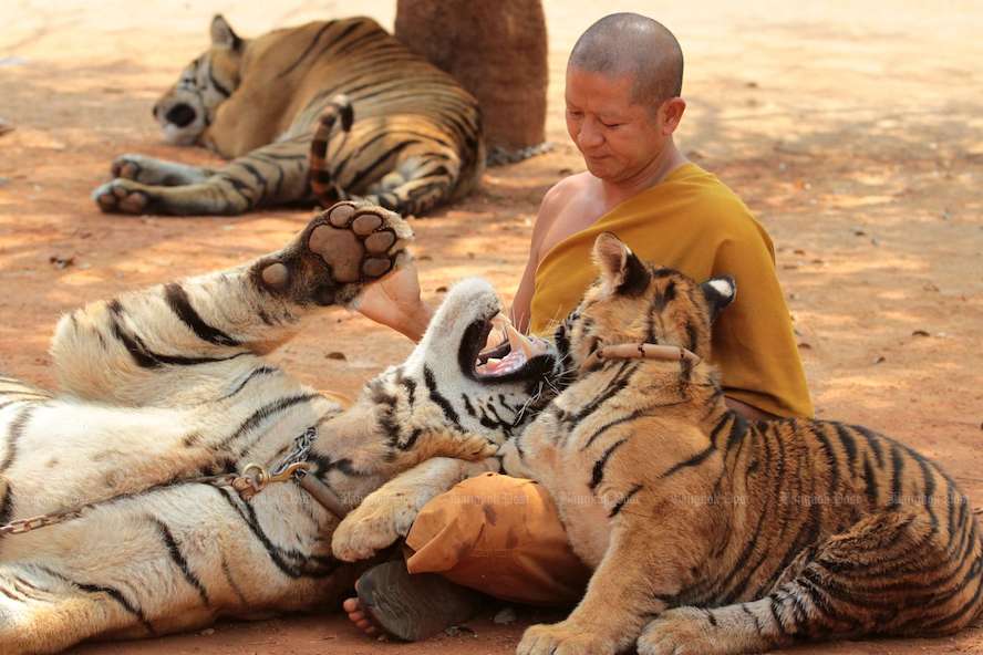 What really happened at Thailand's Tiger Temple?, Features
