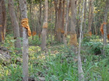 Ordained trees in a Thai forest. From treesandculture.org.
