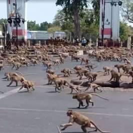 Monkey Mayhem: Hungry Macaques Run Amok in Thai City After Coronavirus Sees Tourism Tumble