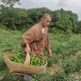 Buddhist Monks in Wuhan Stir Up Social Media Storm with Offer to Share Vegetable Crop