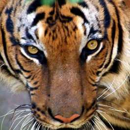 Bhutan Tiger Center Set to Open New Conservation Center in August