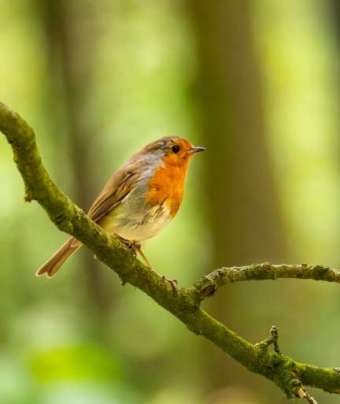 In Conversation with a Robin