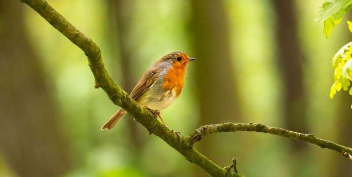 In Conversation with a Robin