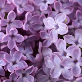 Lilac Meditation