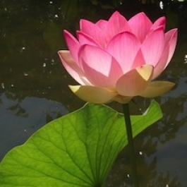 Flower of Perfection: The Lotus in Buddhist Art