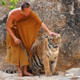 Thailand’s “Tiger Temple” Refuses to Surrender Tigers