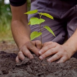 Reforestation: Creating a Greener World
