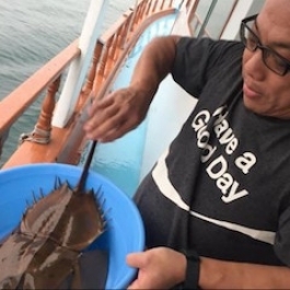 Ecologists Criticize Hong Kong Buddhists for Releasing Horseshoe Crabs to their Death