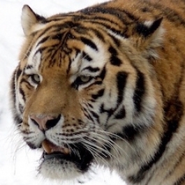 New Wildlife Reserve Could Help Save China’s Big Cats