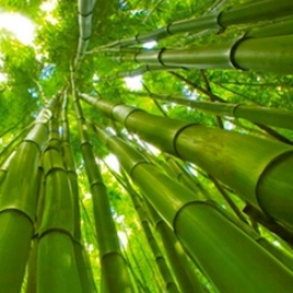 Growing a Greener Planet: Building with Bamboo