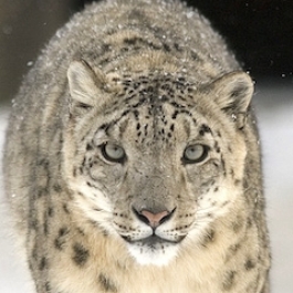 New Report Shows Snow Leopards Under Grave Threat from Poaching