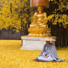 Each Autumn, This Ancient Gingko Tree Rains Gold Upon a Buddhist Temple in China