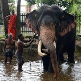 Sri Lanka Clamps Down on Illegal Ownership of Wild Elephants
