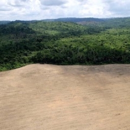 Amazon Rainforest Loss at Highest Level Since 2008, Says Brazil