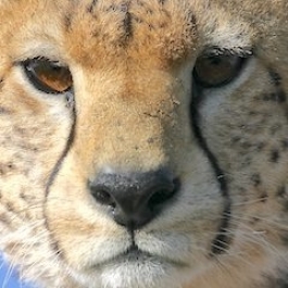 Scientists Urge Endangered Status as Cheetah's Race to Escape Extinction