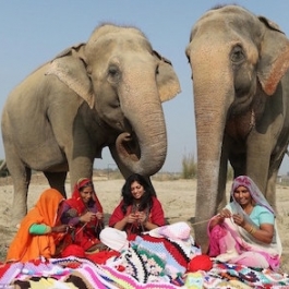 Animal Lovers Knitting Winter Jumbo Jackets for Abused Elephants in Mathura, India