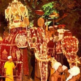 Sri Lanka Approves New Legislation to Protect Elephants