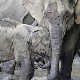 Growing Demand for Elephant Skin Drives Alarming Surge in Poaching in Myanmar