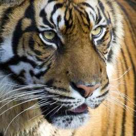 Rare Wild Tiger Caught On Camera in Bhutan