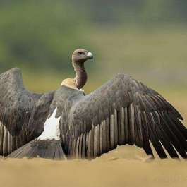 Asian White-backed Vulture on the Brink of Extinction, WWF Warns