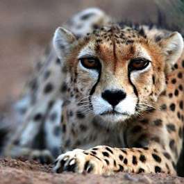 Fewer than 50 Asiatic Cheetahs Left in the Wild, Conservationists Warn