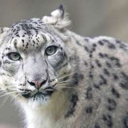 Conservationists Report First Sighting of Snow Leopards in Eastern Tibet