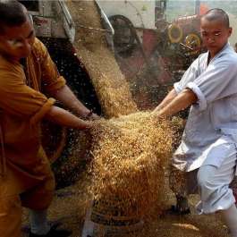 Shaolin Monks and Foreign Disciples Harvest Wheat as Part of Chan Training at Shaolin Temple