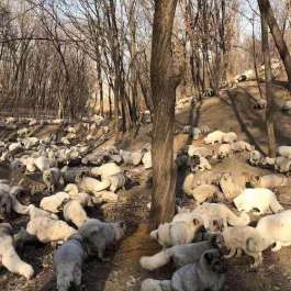 174 White Foxes Rescued from Fur Farm and Rehoused at Buddhist Monastery in China