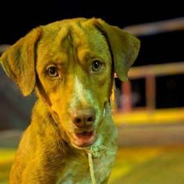 Thai Dog with Miraculous Karma Saved at Sea