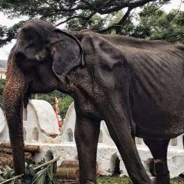Images from Buddhist Festival Highlight the Plight of Domesticated Elephants in Sri Lanka