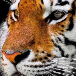 Study: Himalayan Conservation Zones Could Offer Hope for Endangered Tiger Populations