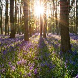 New UK Study Highlights the Benefits of Forest Bathing