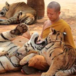 86 Tigers Rescued from Thailand’s “Tiger Temple” Reported to Have Died