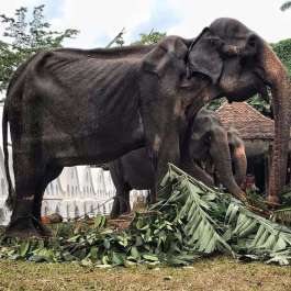 Tragic End for Tikiri, the Emaciated 70-year-old Elephant in Sri Lanka