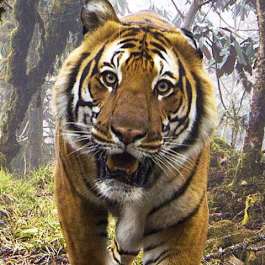 Bhutan Wins Recognition for Tiger Conservation Efforts