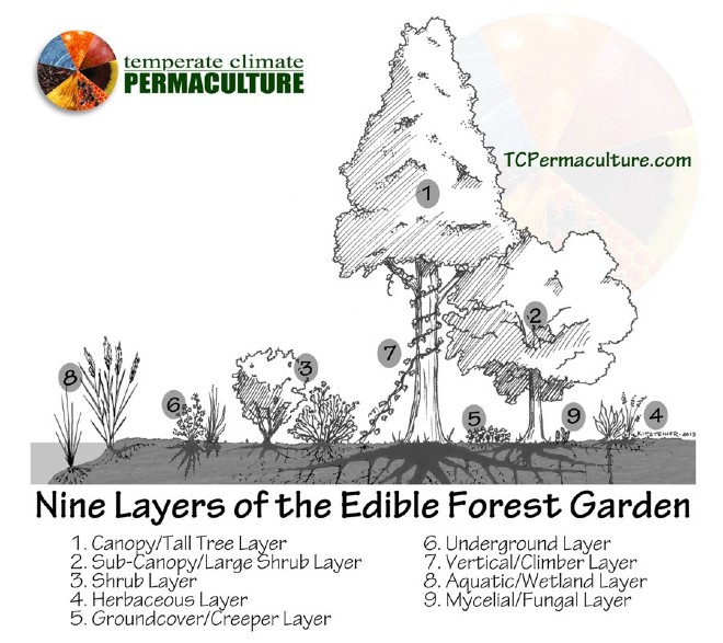 Temperate Climate Permaculture diagram from tcpermaculture.com