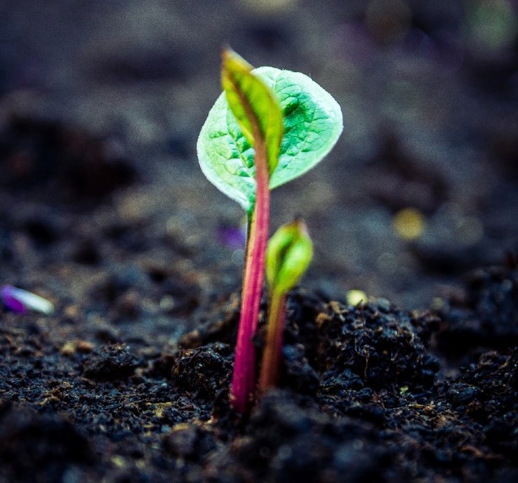A sprout emerging from soil. Photo by Daniel Hajdacki