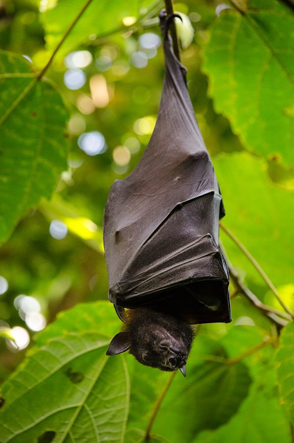 A bat hanging in a tree