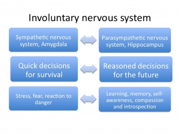 Graphic 2: how the involuntary nervous system works.