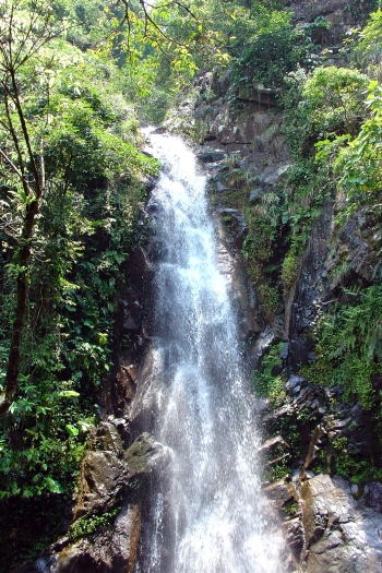 Parasol tree surrounding waterfall. From zh.m.wikipedia.org.