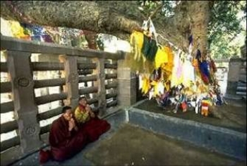 Bodhi tree – The Banyan tree, the descendant of the Bodhi tree, under which the Buddha was awakened.