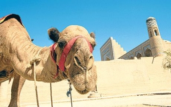 A camel awaits you to join it on a Silk Road journey. From the Daily Telegraph.