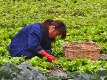 Farmer tending to her field, Long Valley. Photo Credit: Jnan Nanda