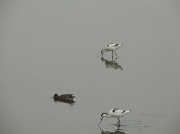 Three birds relaxing, Long Valley. Photo Credit: Jnan Nanda
