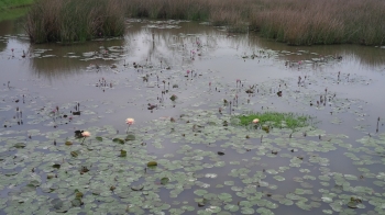 Lotuses blooming across the swamp. From Buddhistdoor International.