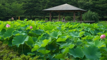 Kitayama Park Lotus Pond, Japan. From Wikimedia Commons.