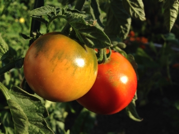 Tomatoes are only one kind among many nourishing plants that provide adequate nutrition for human bodies without needing to turn to meat. From Lulu Cook.