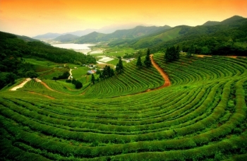 Boseong green tea fields, South Korea. From Inspired Steps.