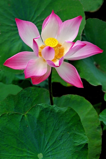 Vietnamese lotus flower. From Wikimedia Commons.