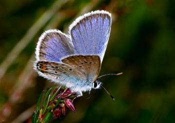 Male Silver-studded Blue butterfly. From Butterfly Conservation.